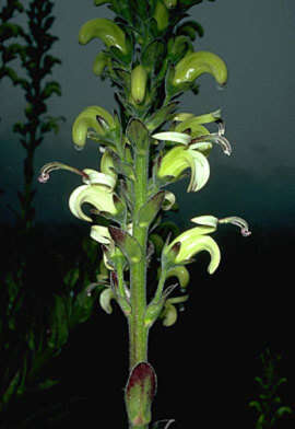 Image of Alakai Swamp Lobelia