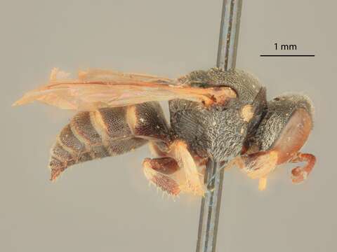 Oxybelus lamellatus Olivier 1811 resmi