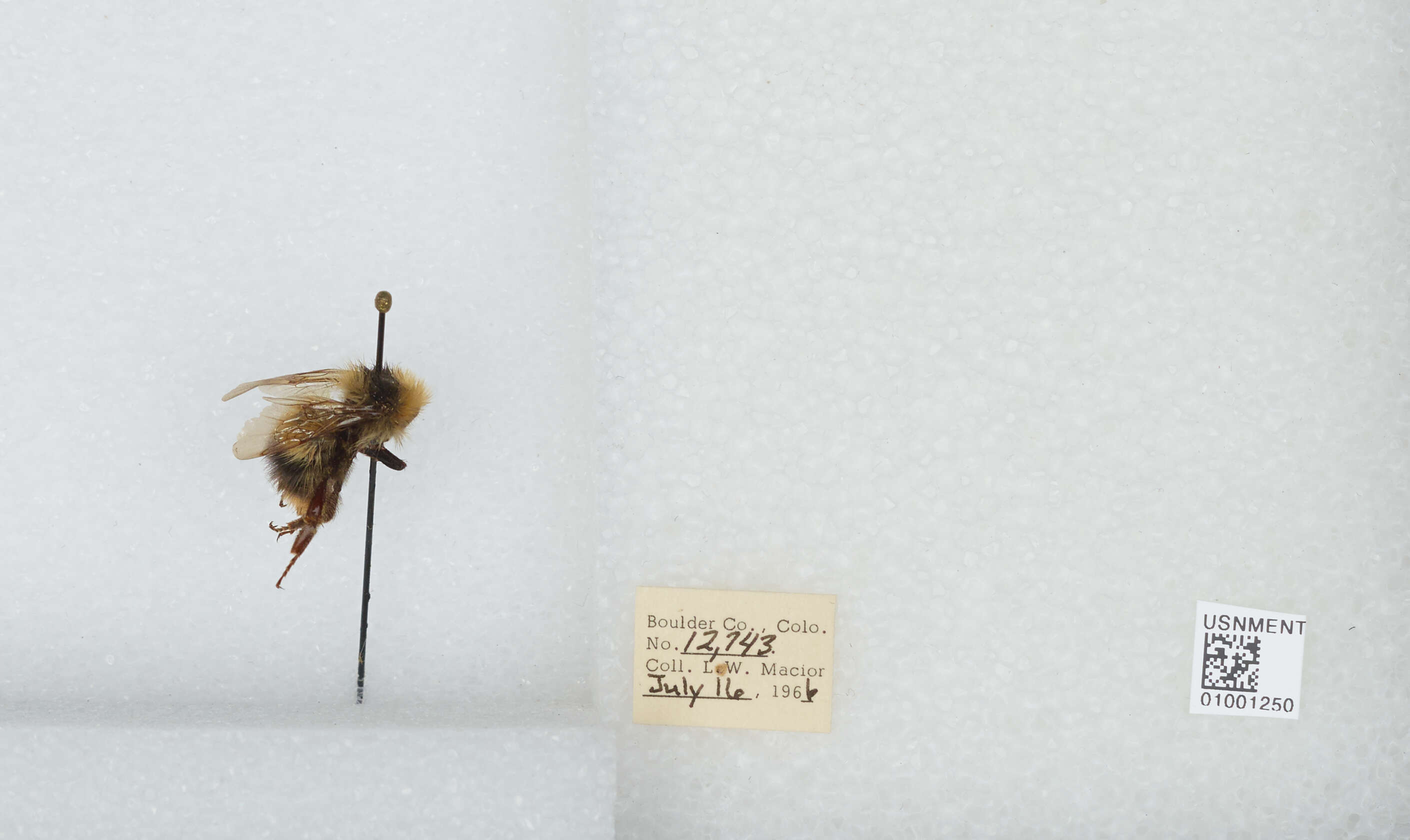 Image de Bombus balteatus Dahlbom 1832