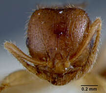 Image of Lophomyrmex quadrispinosus (Jerdon 1851)