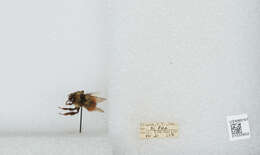 Image de Bombus sylvicola Kirby 1837