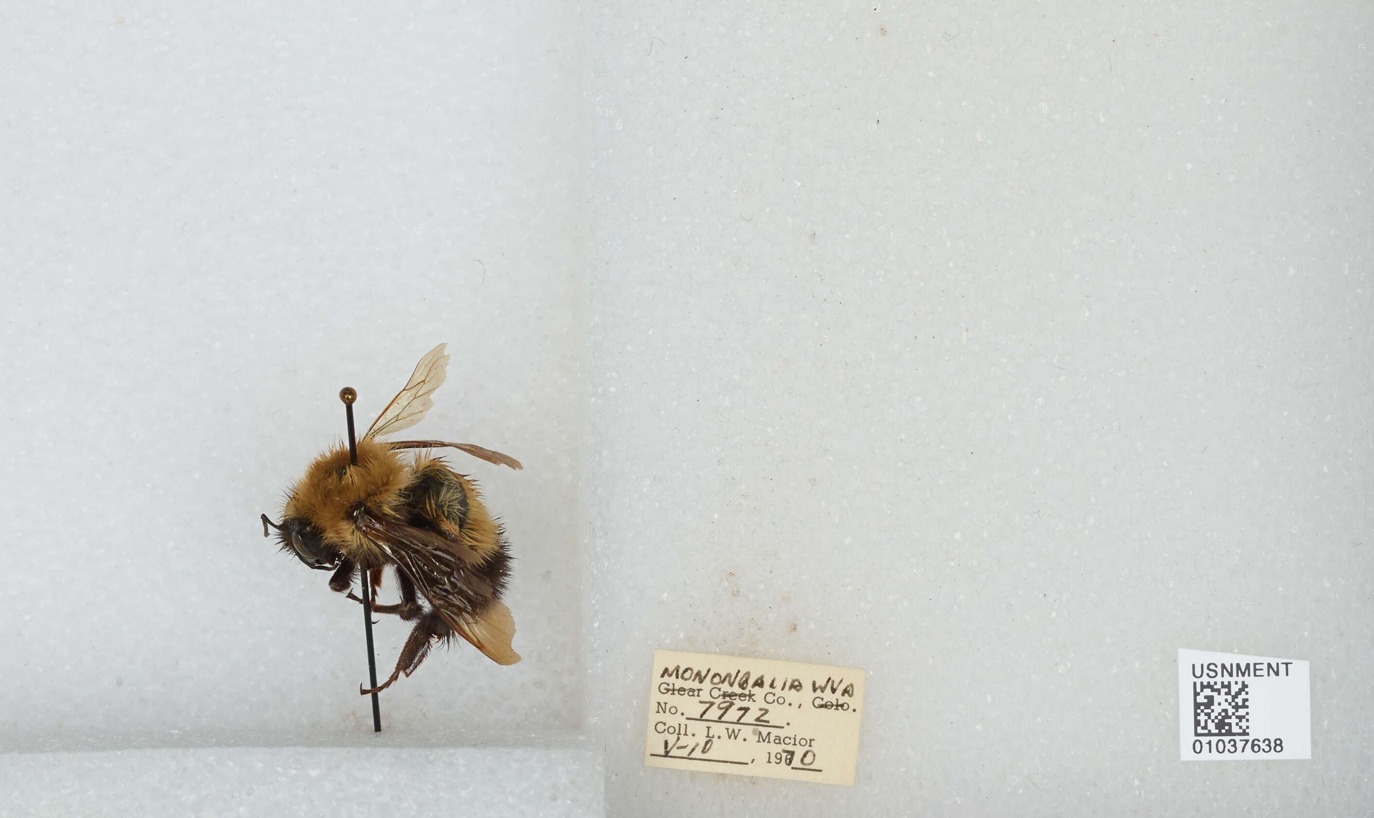 Image of Bombus vagans vagans Smith 1854