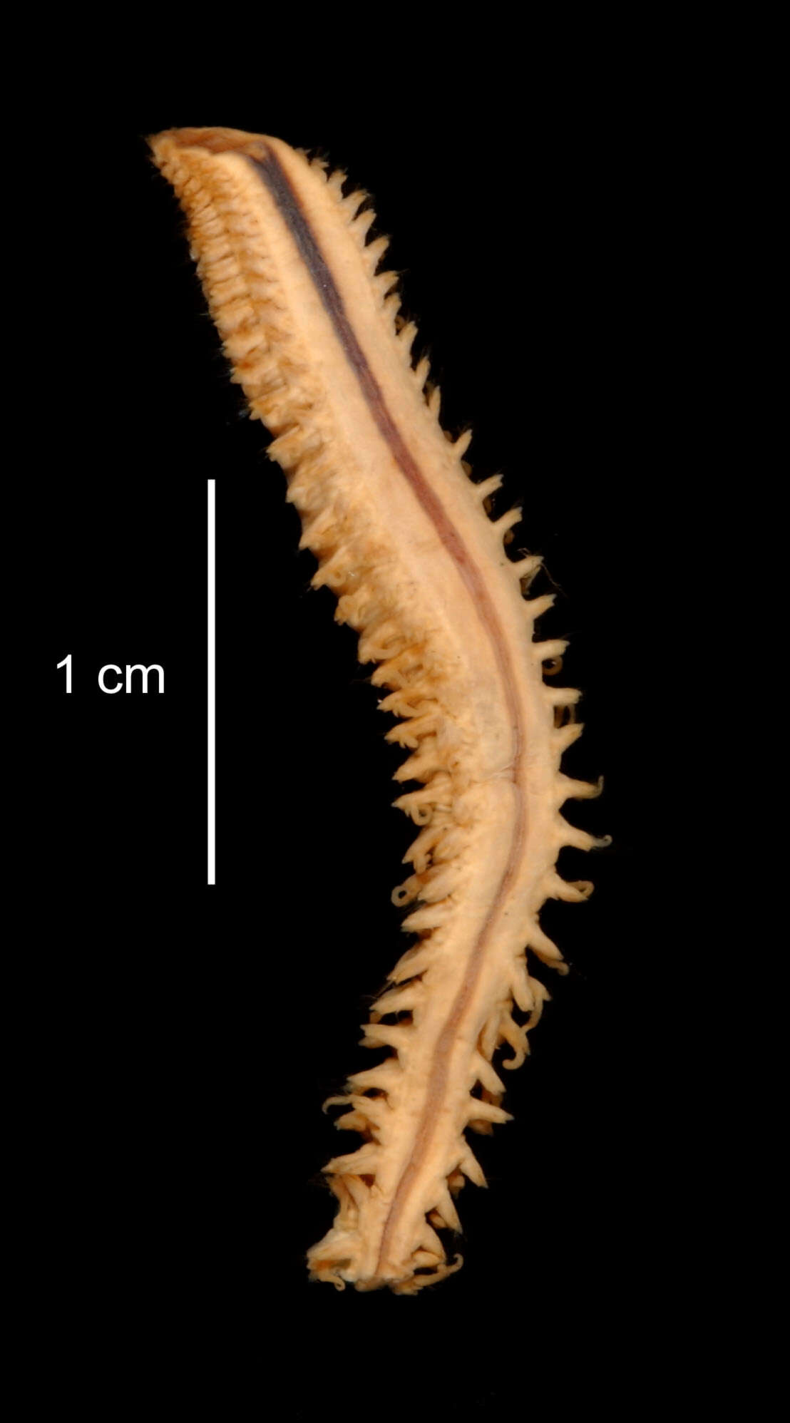 Image of Aglaophamus posterobranchus Hartman 1967