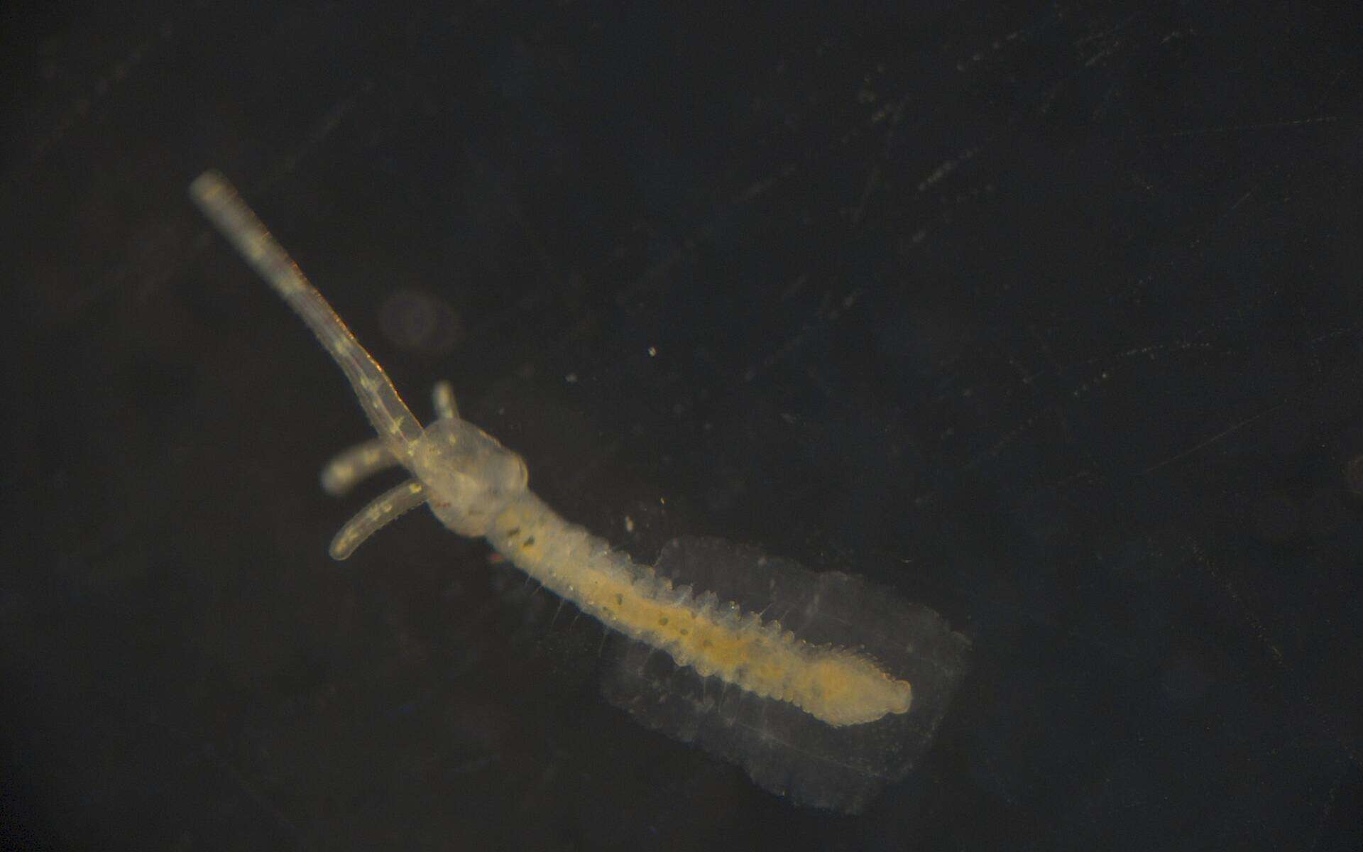 Image of Terebellidae