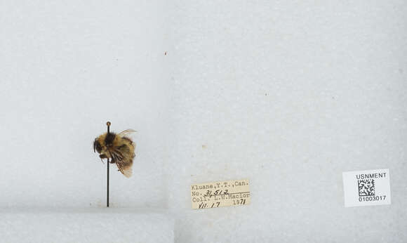 Image of Frigid Bumble Bee