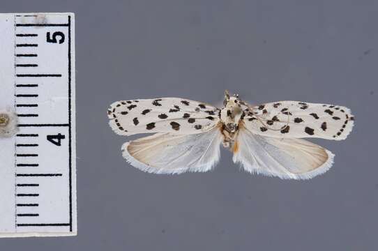 Image of Ethmia hiramella Busck 1914