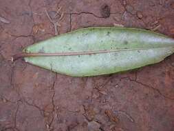 Image of Mt. Kahili Colicwood