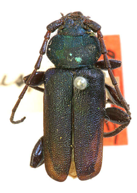 Image of Callidium antennatum hesperum Casey 1912