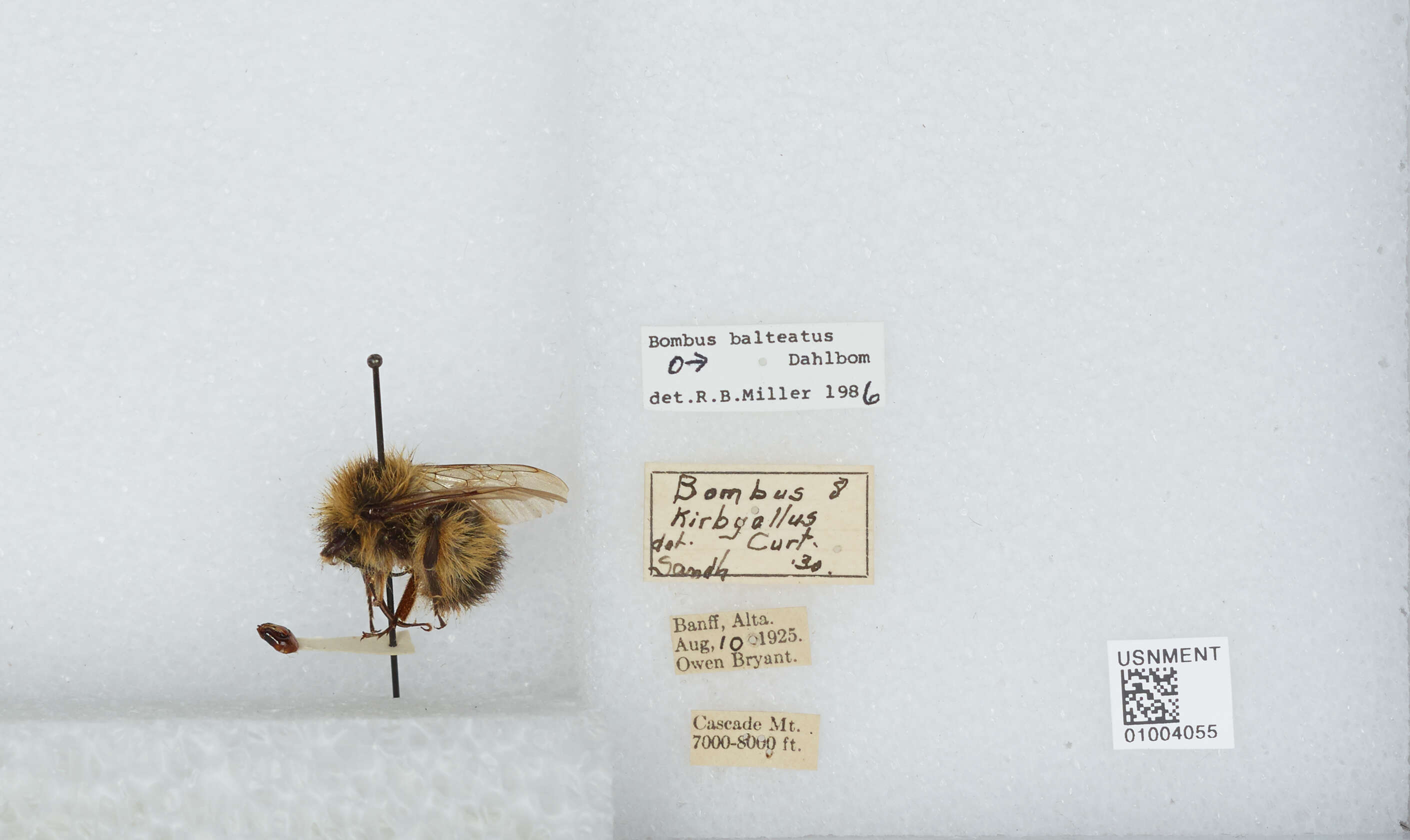 Image de Bombus balteatus Dahlbom 1832