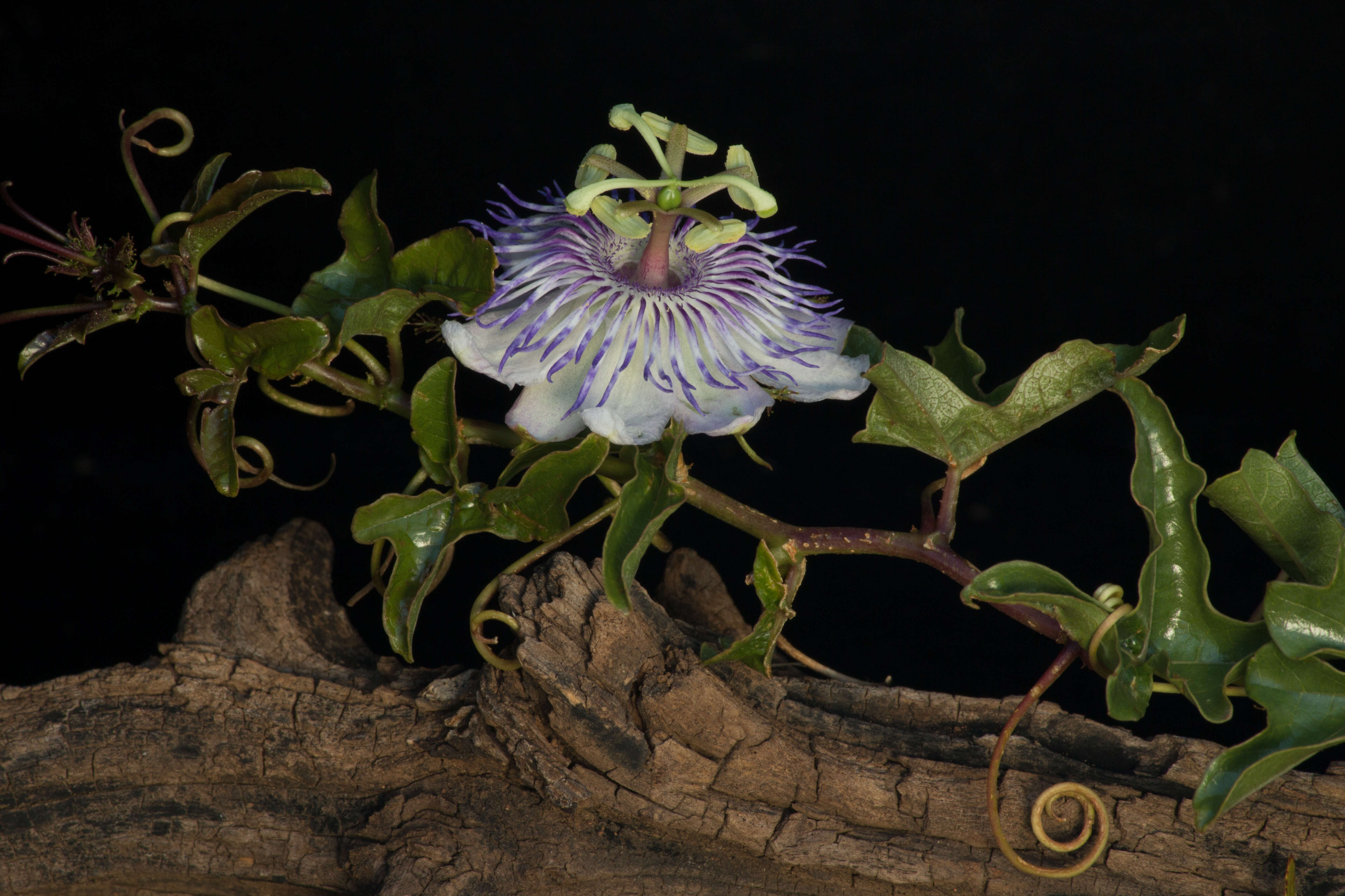 Image of Passiflora ciliata var. hibiscifolia (Lam.) Vanderpl.