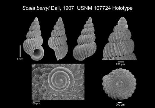 Imagem de Epitonium berryi (Dall 1907)