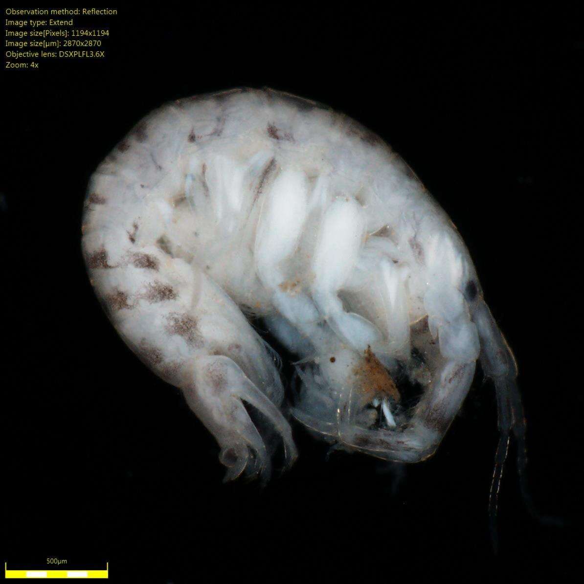 Image of Amphipoda