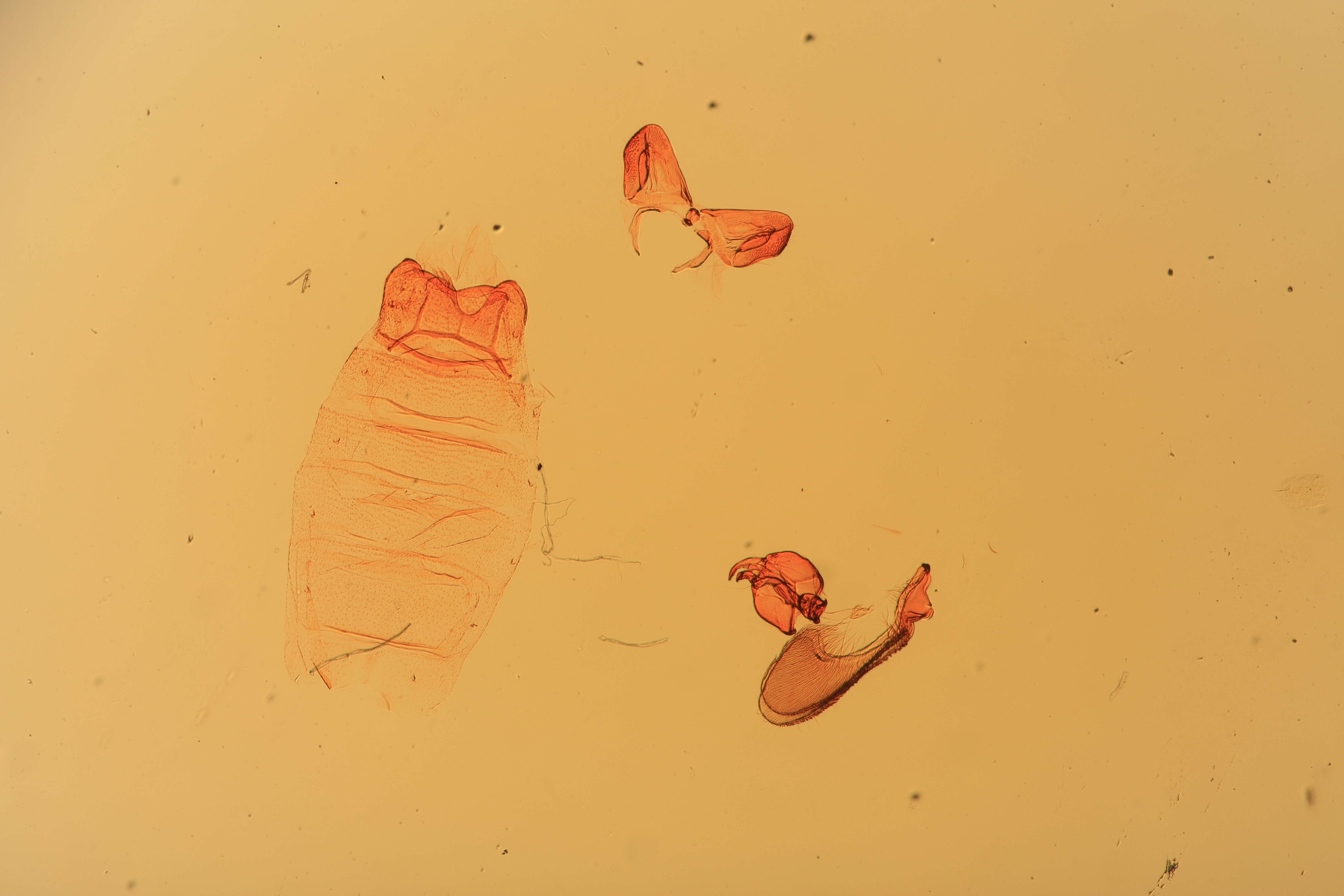 Image of Asymphorodes amblysoma Clarke 1986