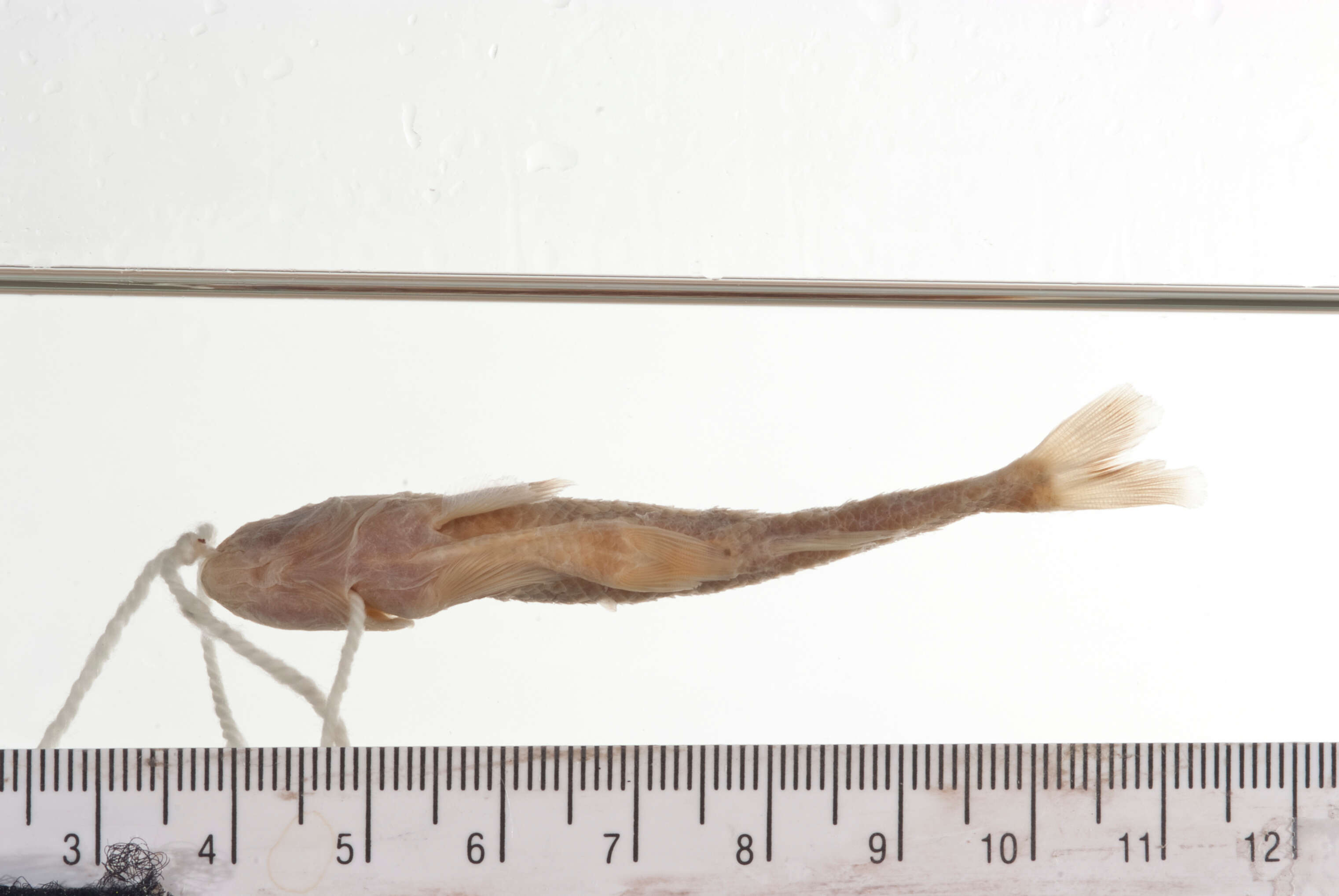 Image of Bullhead Minnow