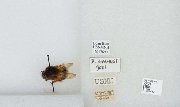 Image of Bombus flavescens Smith 1852