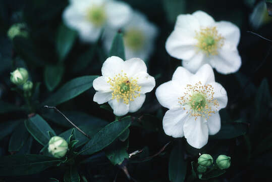 Image of tree anemone