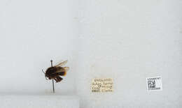 Image of Red tailed bumblebee