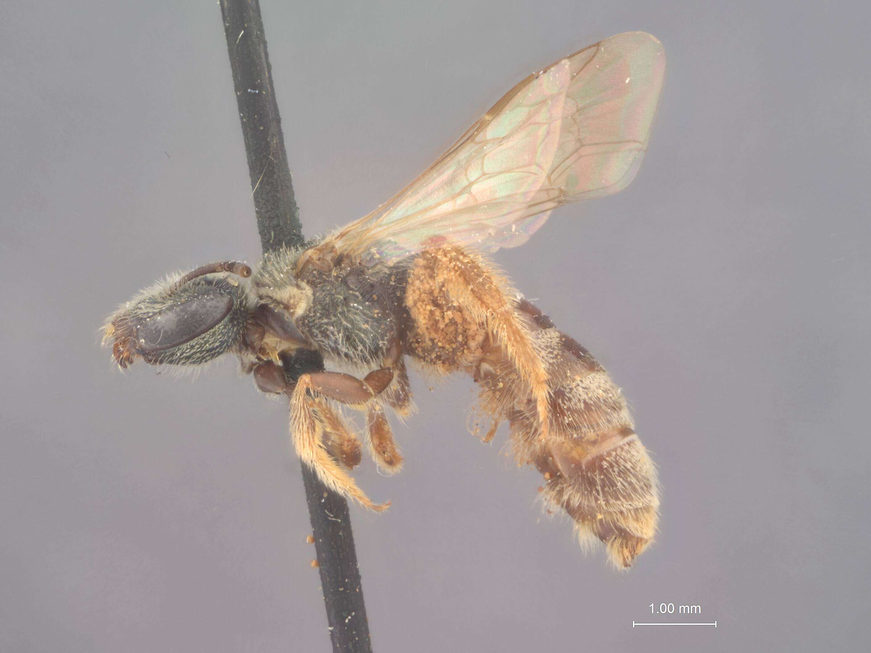 Image of Halictus