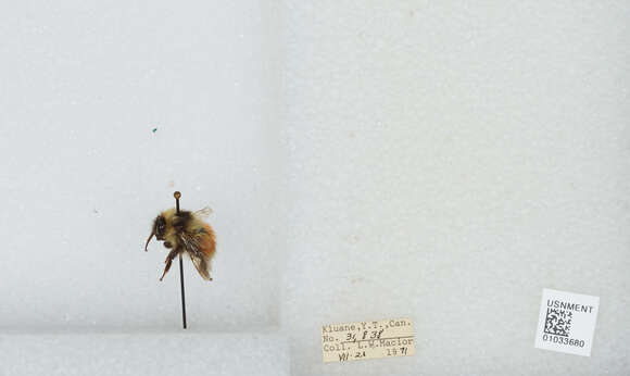 Image de Bombus sylvicola Kirby 1837