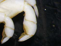 Image of Pinnixa penultipedalis Stimpson 1858