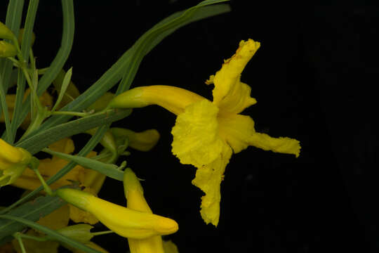 Image of Astianthus