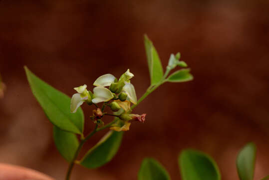 Image of Securidaca ovalifolia A. St.-Hil.