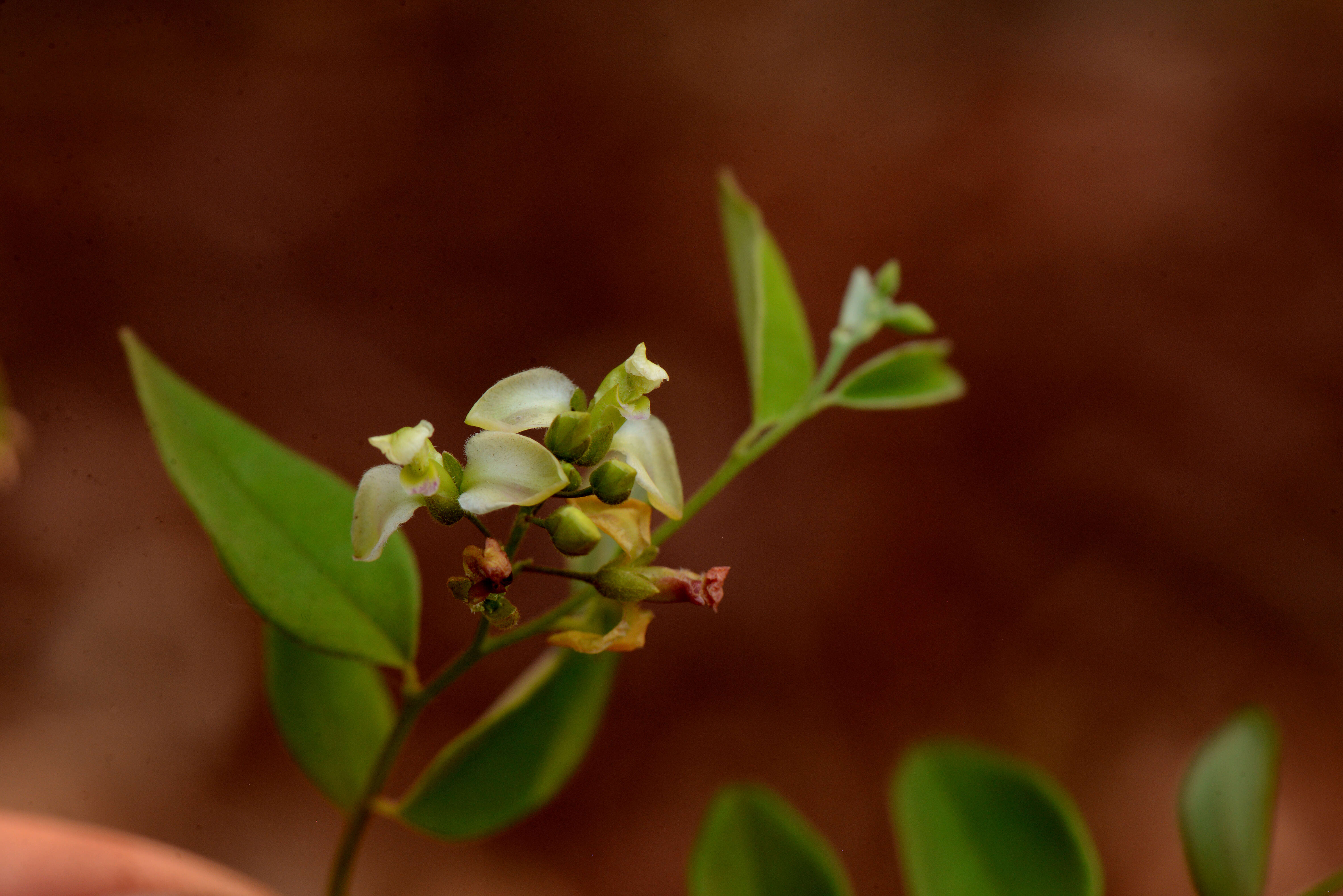 Image of Securidaca ovalifolia A. St.-Hil.