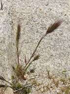 Image of red brome