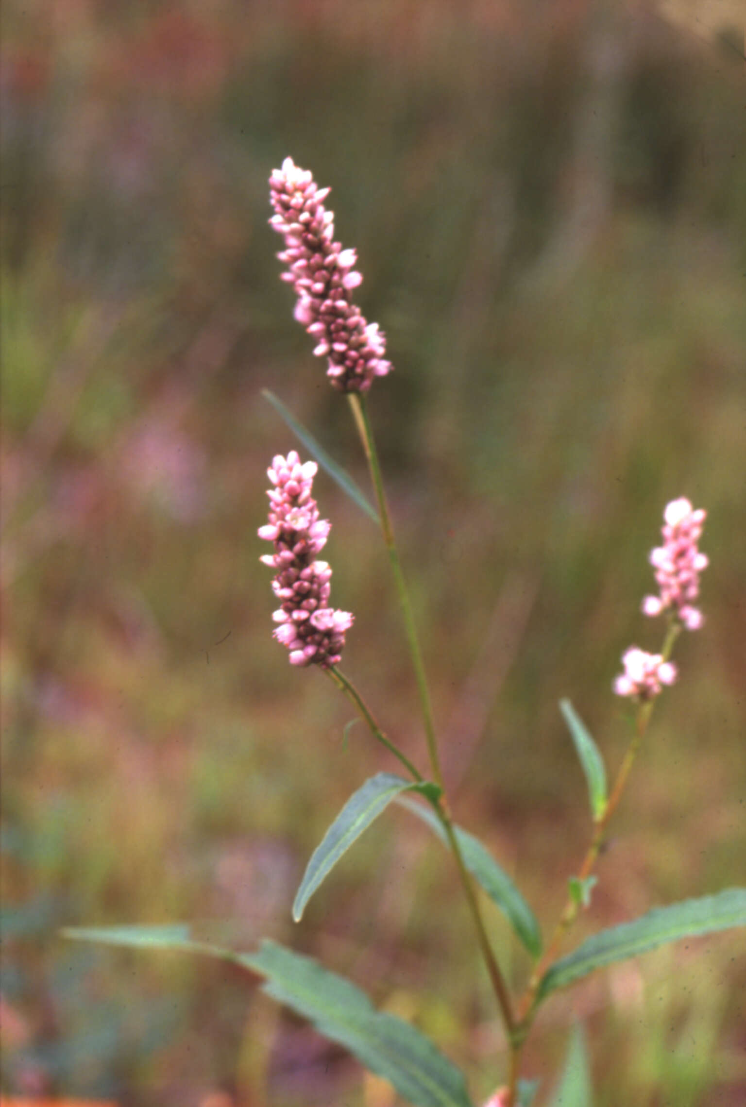 Image de Persicaria pensylvanica (L.) M. Gómez