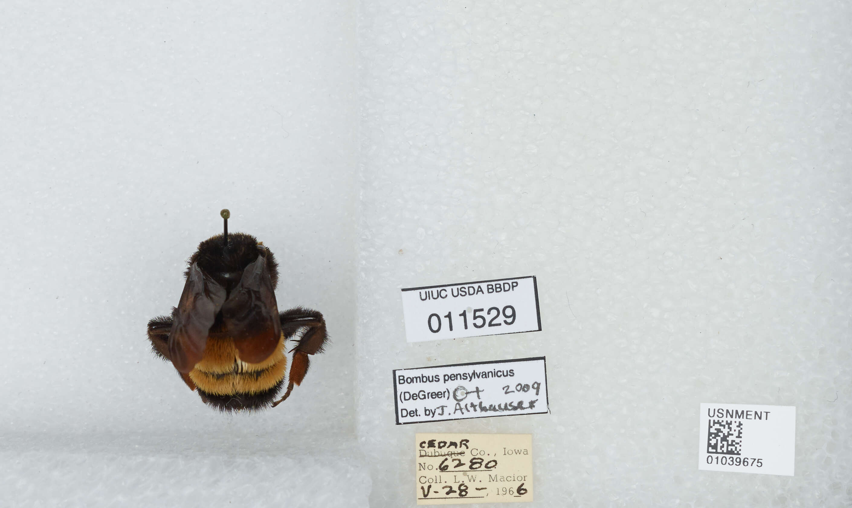 Image of American Bumblebee