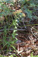 Image of thymeleaf pinweed