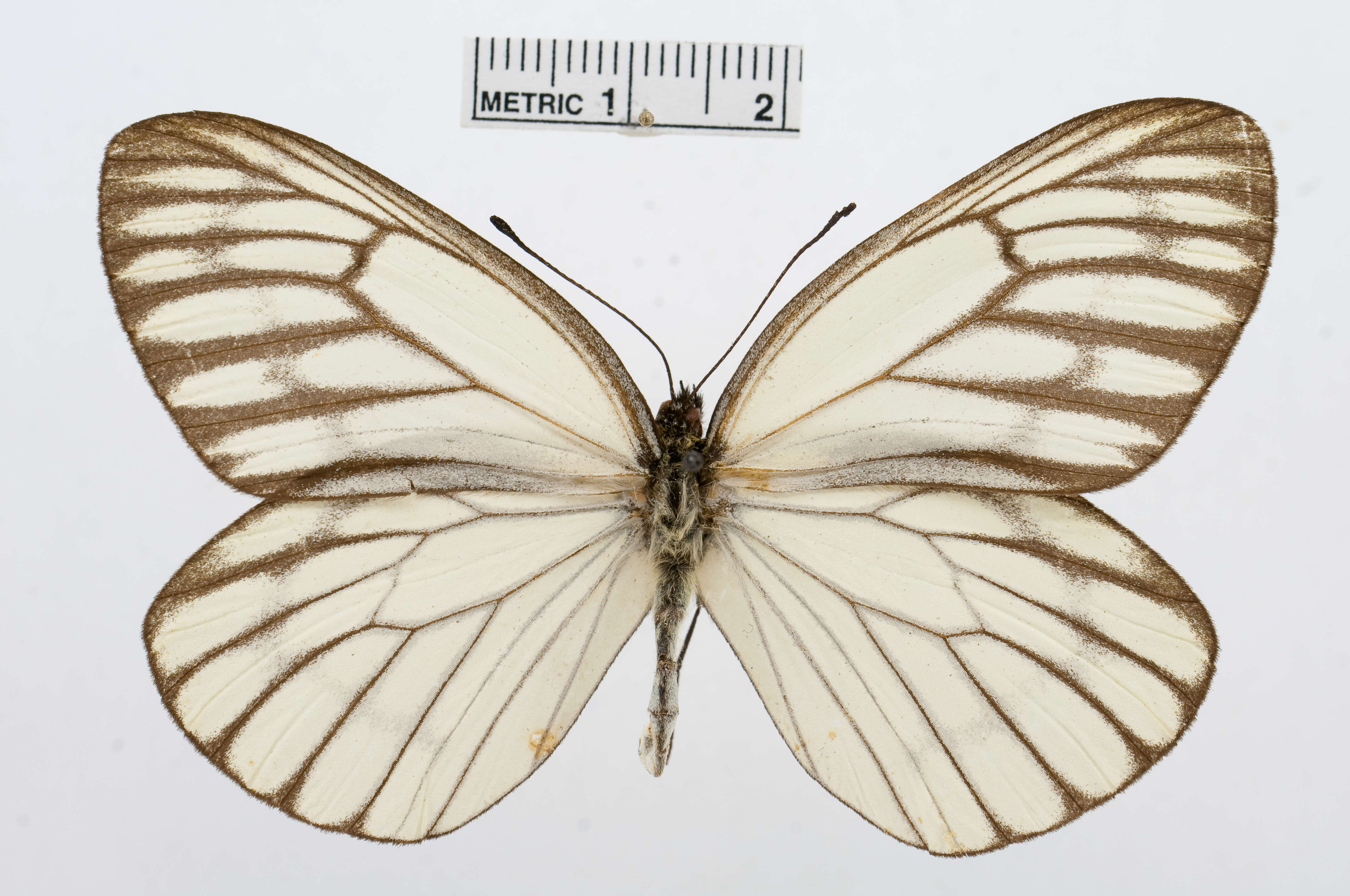 Image of Aporia largeteaui (Oberthür 1881)