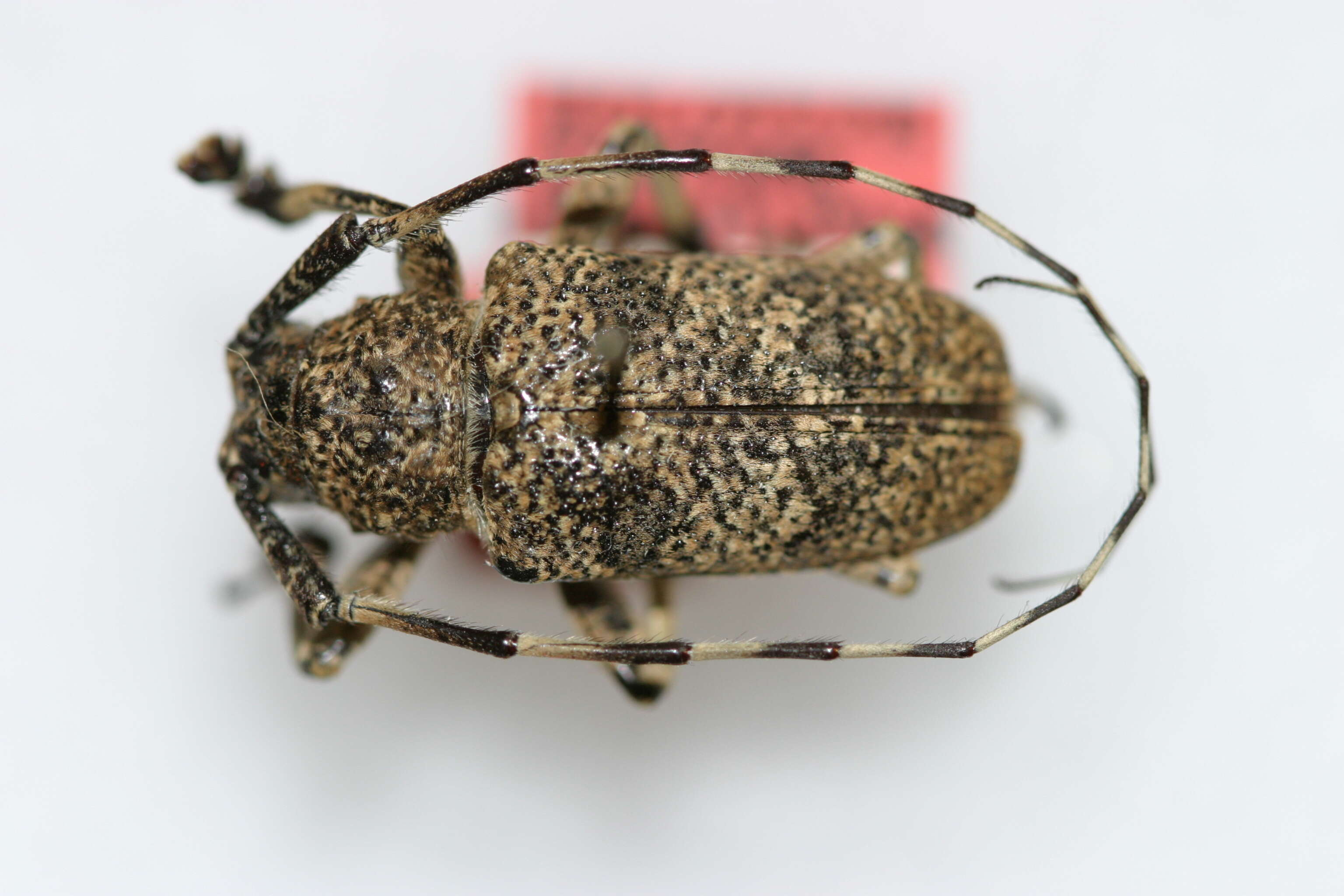 Image of Coptops leucostictica rustica Gressitt 1940