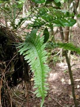 Polypodium pellucidum Kaulf.的圖片