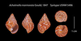 صورة Achatinella marmorata Gould