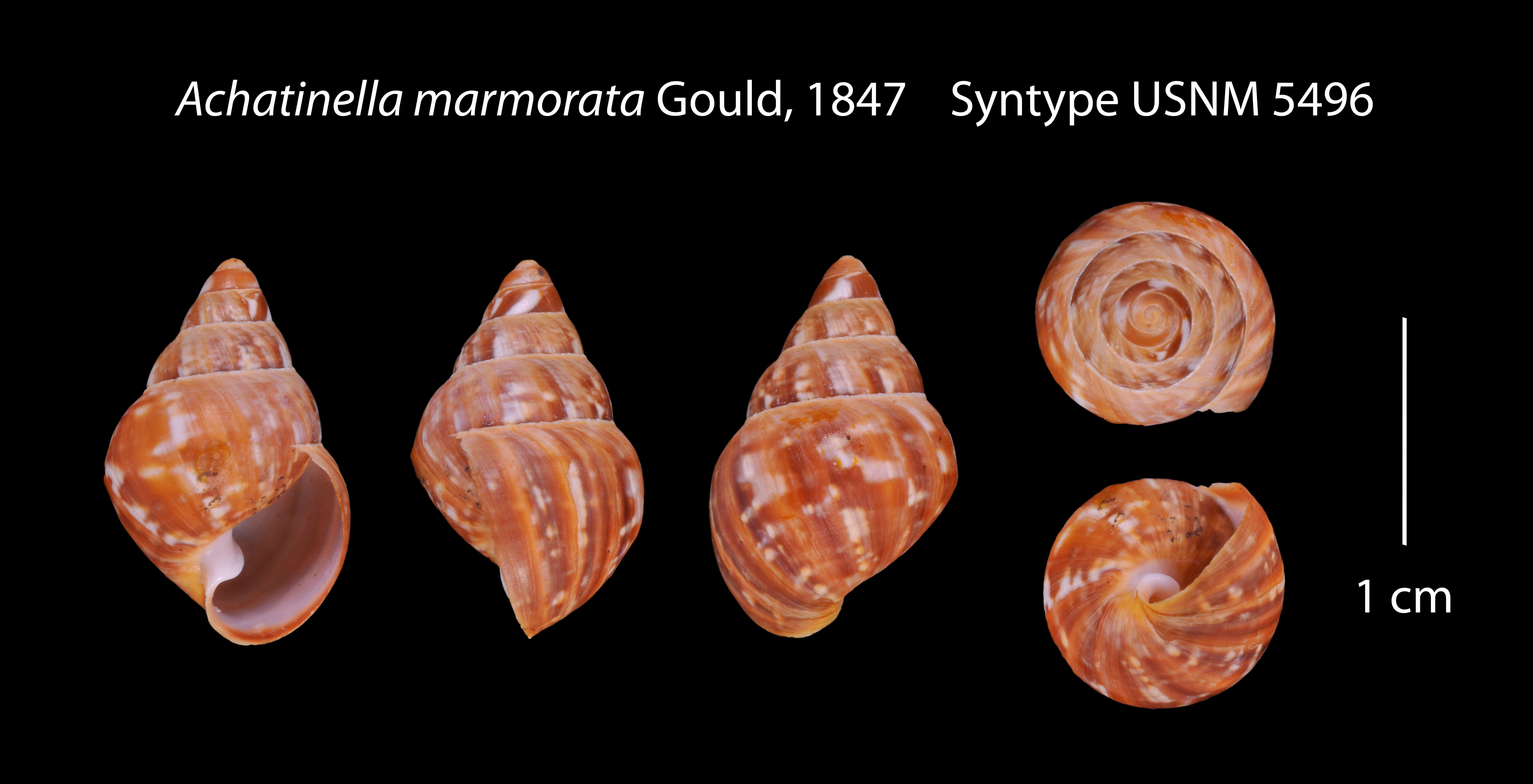 صورة Achatinella marmorata Gould