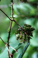 Image of Sensitive Plant