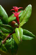 Image of Fuchsia microphylla subsp. quercetorum Breedlove