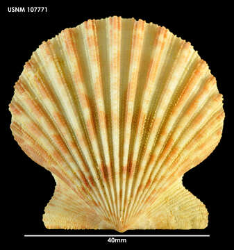 Слика од Aequipecten tehuelchus (d'Orbigny 1842)