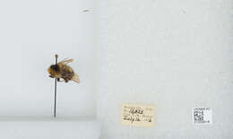 Image de Bombus balteatus Dahlbom 1832