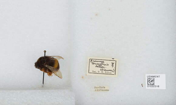 Image of Buff-tailed bumblebee