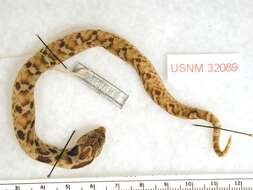 Image of North American Hog-nosed Snakes