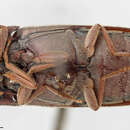 صورة Simodactylus Candèze 1859