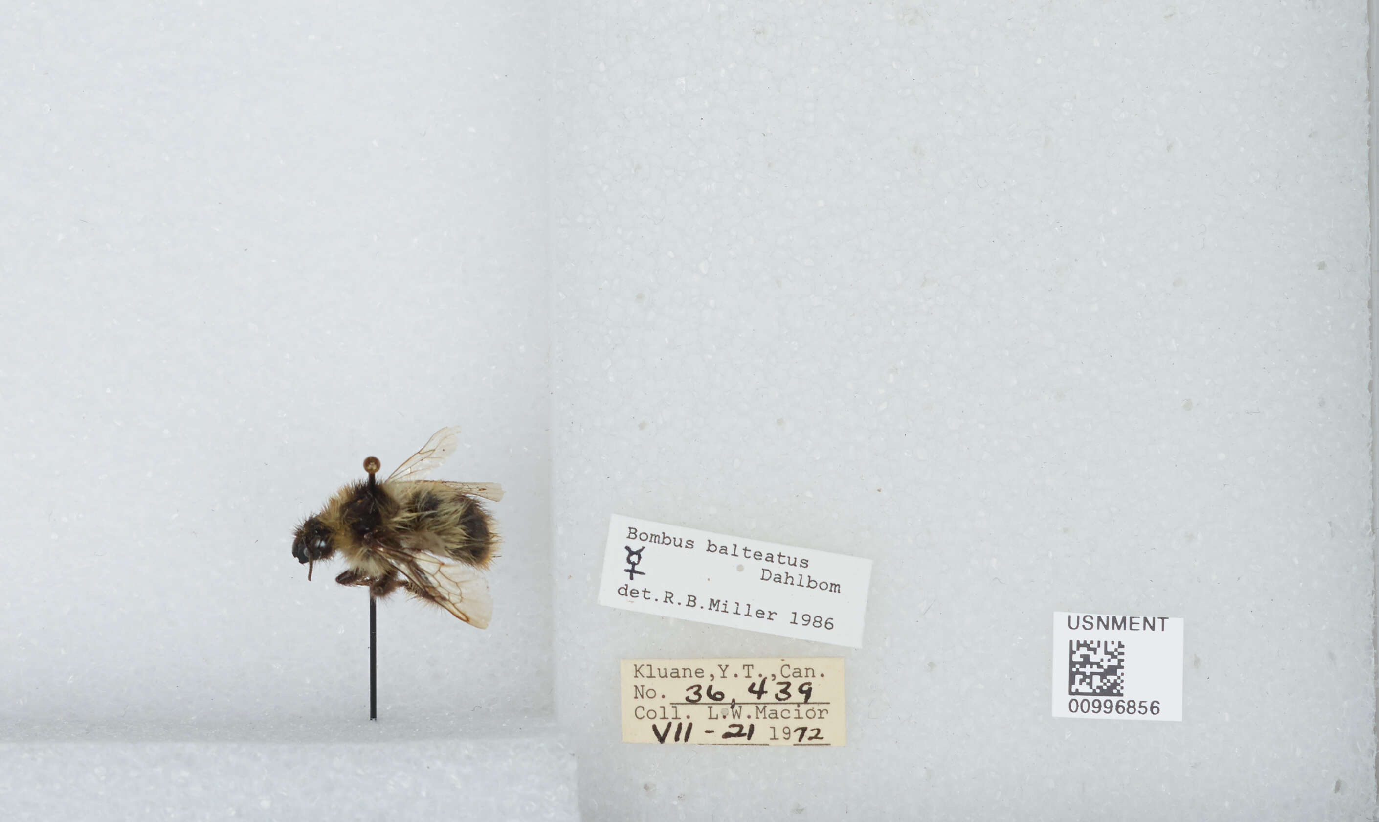 Слика од Bombus balteatus Dahlbom 1832