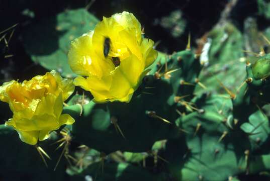 Image of Erect Prickly Pear