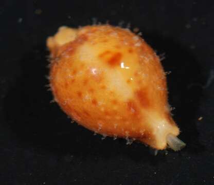 Image of treblespotted cowrie