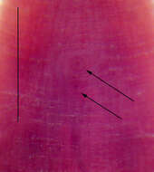 Image of Desserobdella cryptobranchii (Johnson & Klemm 1977)