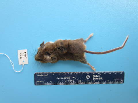 Image of Deer Mouse