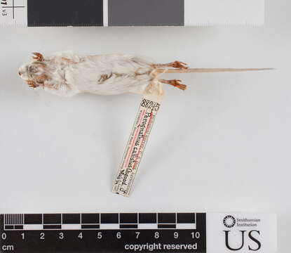 Image of Perognathus fasciatus callistus Osgood 1900