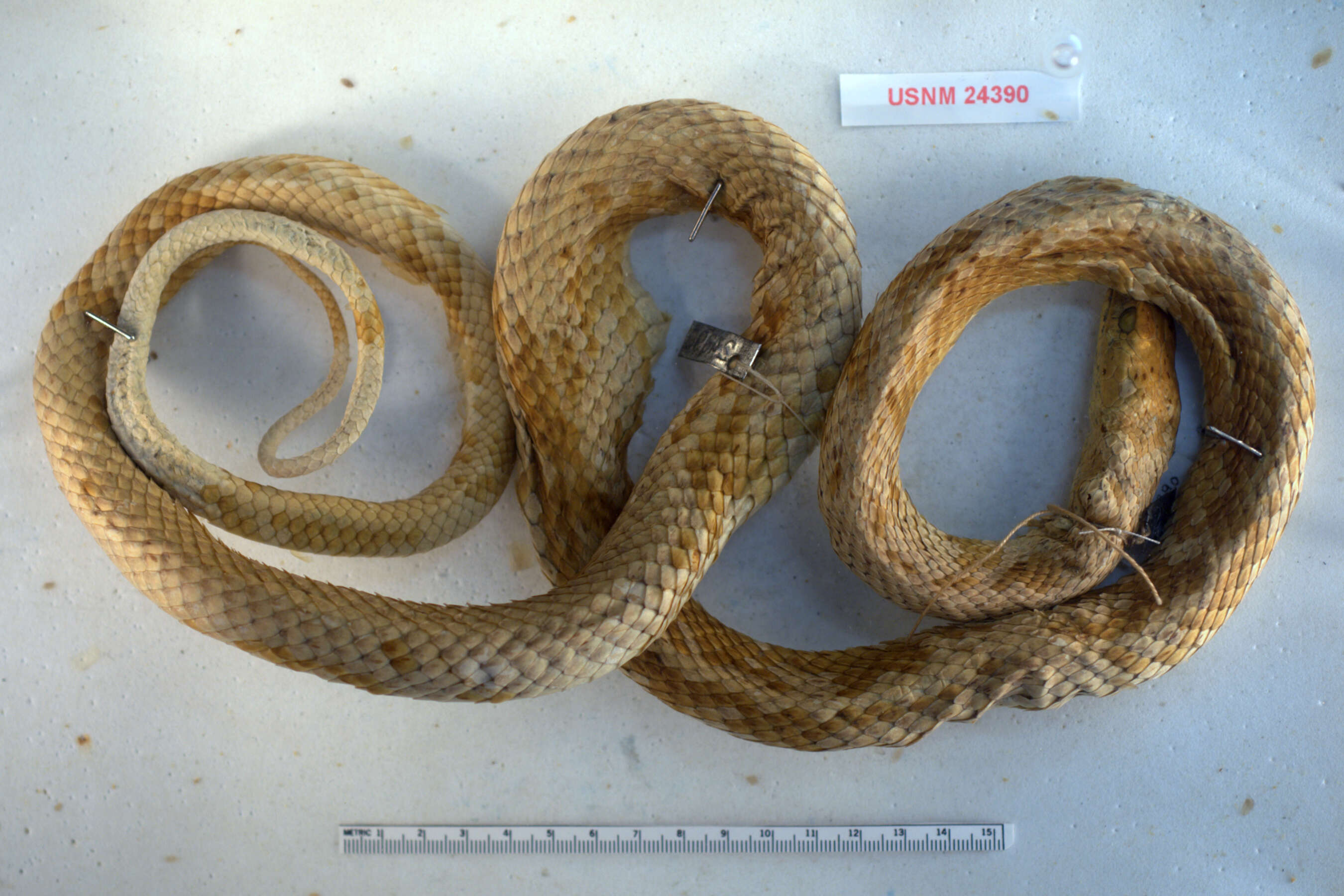 Image of Clarion Island Whip Snake